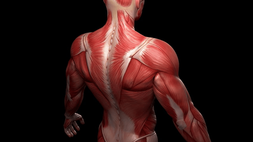 masa muscular